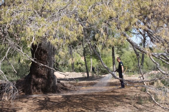 Cirugía botánica para salvar un árbol centenario