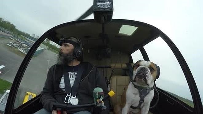 El mejor copiloto, un bulldog