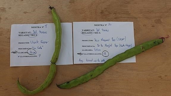 Un haba de 44 centímetros, Premi a la Fava Més Llarga de Benitatxell