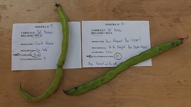 Un haba de 44 centímetros, Premi a la Fava Més Llarga de Benitatxell