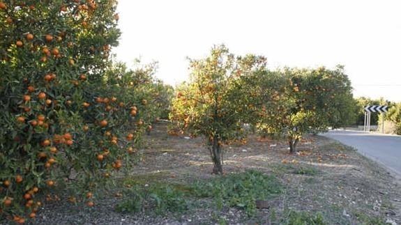 Roban 136.000 kilos de naranjas en La Costera