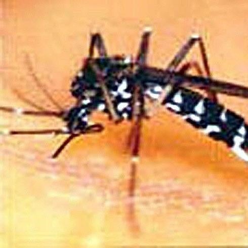 Gandia pone en marcha un plan de acción contra el mosquito tigre