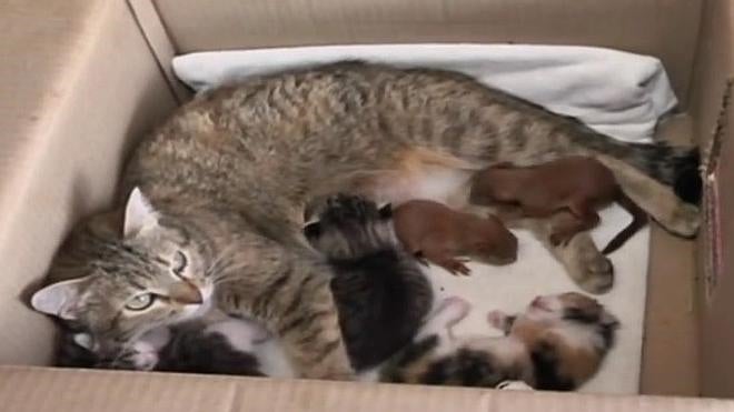 La gata que adopta a dos ardillas