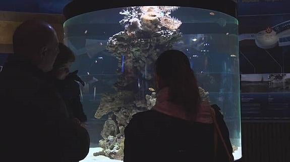 El Oceanogràfic estrena el acuario cilíndrico 'Nemo' para peces payaso