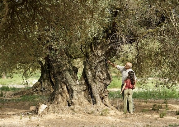 Las lágrimas de los olivos