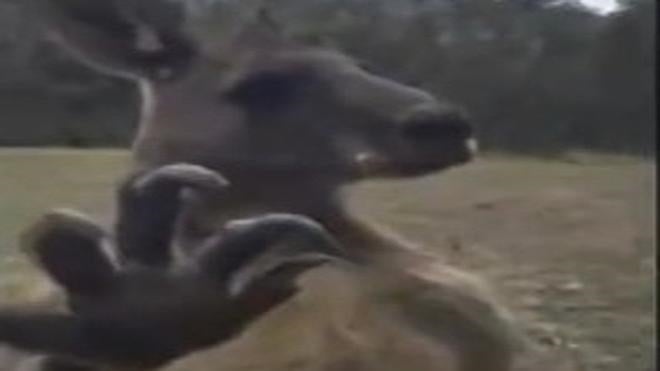 El canguro que se pelea hasta con su propio reflejo