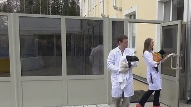 Rescatan a dos pequeñas focas en el norte de Rusia