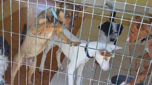 El Colegio de Abogados de Valencia crea la Sección de Derechos de los Animales