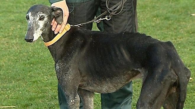 Desfile benéfico de galgos en Valencia