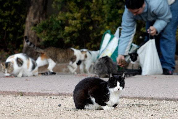 Medio millar de colonias de gatos campan por Valencia