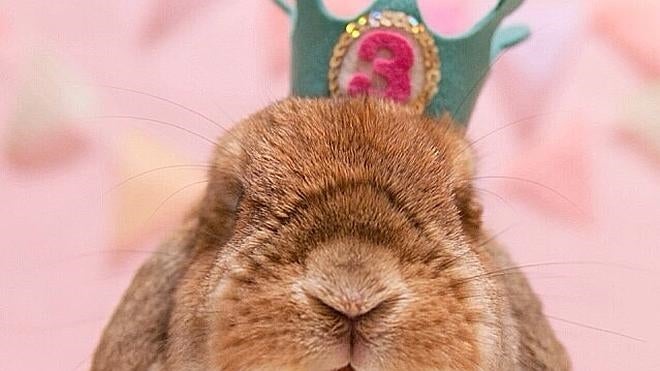 El conejo «instagramer»