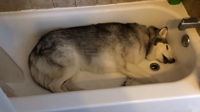 El Husky que llora porque no le llenan la bañera de agua