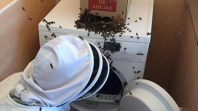 Las abejas conquistan una secadora en Valencia
