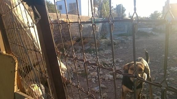 Un año de abandono de una docena de perros en Llíria