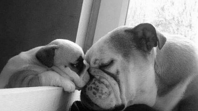 Las mascotas más encantadoras del mundo