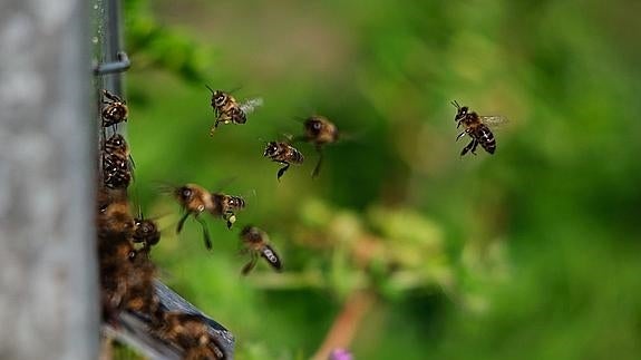 20.000 abejas persiguen a un coche porque su reina se queda atrapada en el maletero