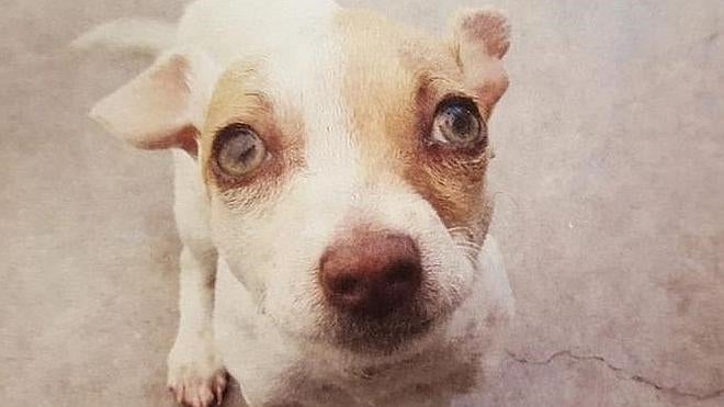 Bubba, un perro 'drogadicto'