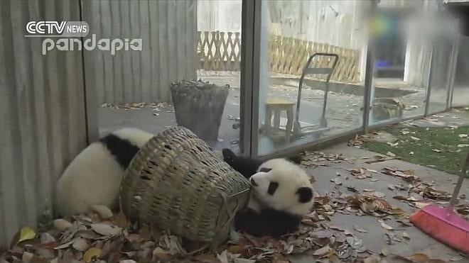 Osos panda, como niños pequeños