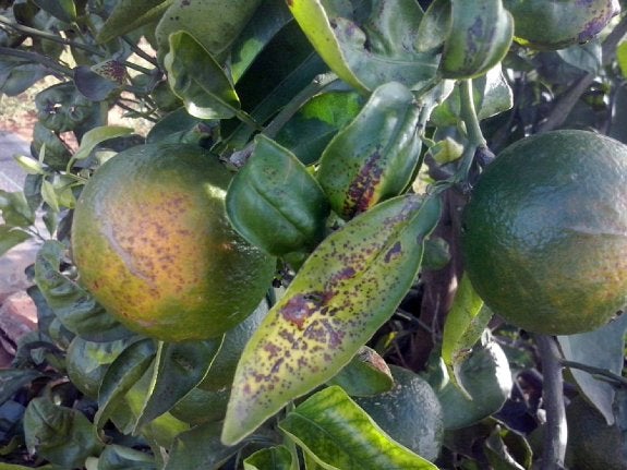 Agricultores de AVA piden al Consell que les indemnice por las manchas de los cítricos