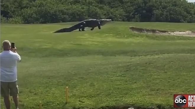 Un cocodrilo gigante sorprende a unos golfistas en Florida