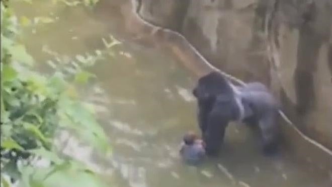 Matan a un gorila para salvar a un niño