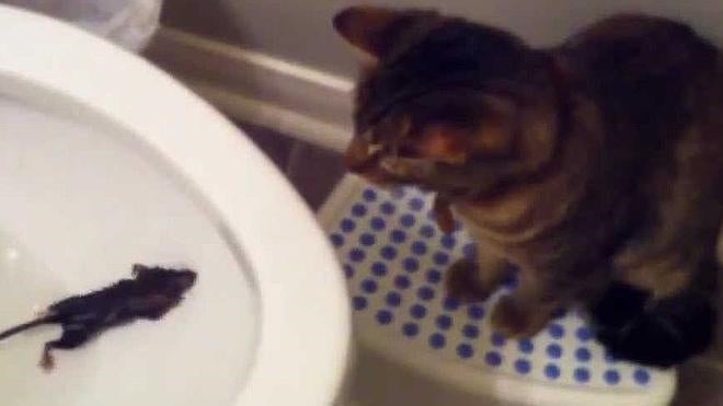 Cinco animales que podrían aparecer en tu retrete