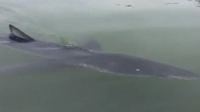 Así de cerca se pudo ver un tiburón de tres metros en la costa de Altea