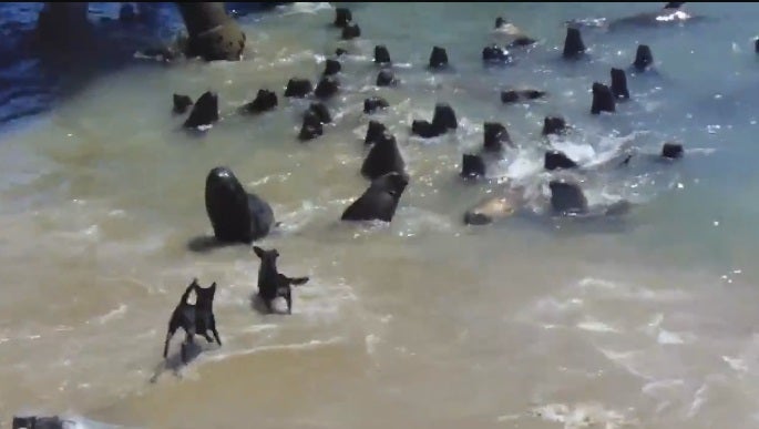 Insólita pelea entre perros y lobos marinos