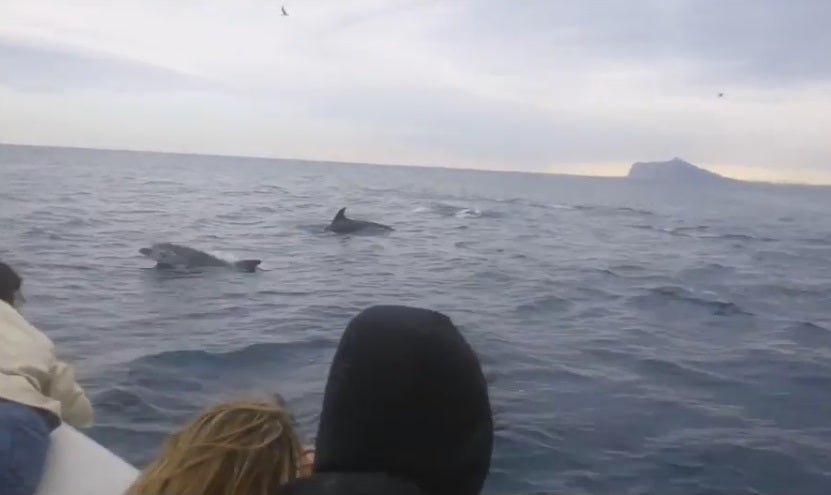 Universitarios valencianos avistan un grupo de delfines en Calpe