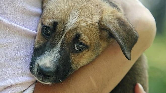 Somos inhumanos con nuestros amigos