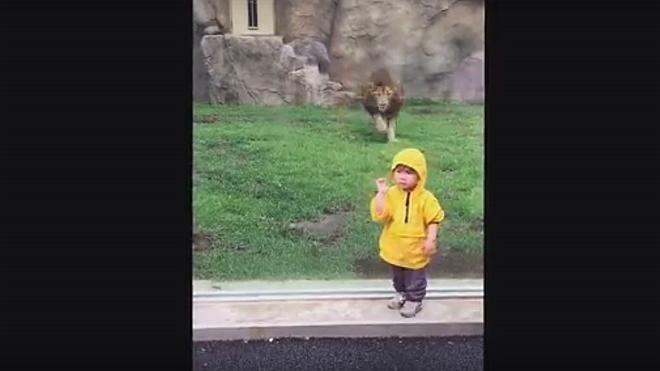 Un león se abalanza sobre un niño en un zoo japonés