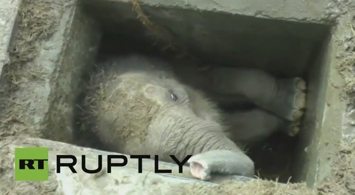 Dramático rescate de un bebé elefante