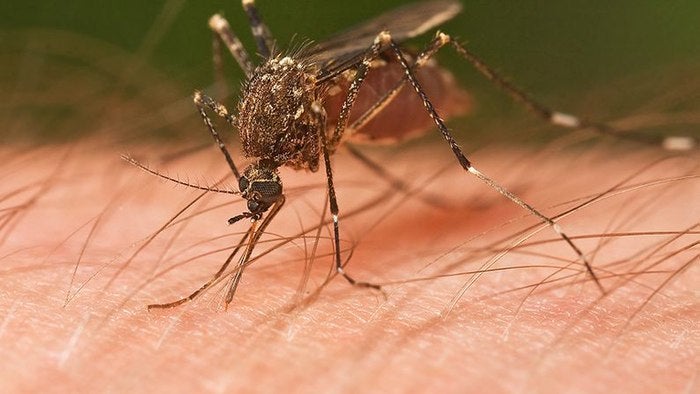 ¿Por qué los mosquitos no pican a todos por igual?