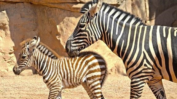 Nace en la Sabana Africana del Bioparc de Valencia una cría de cebra