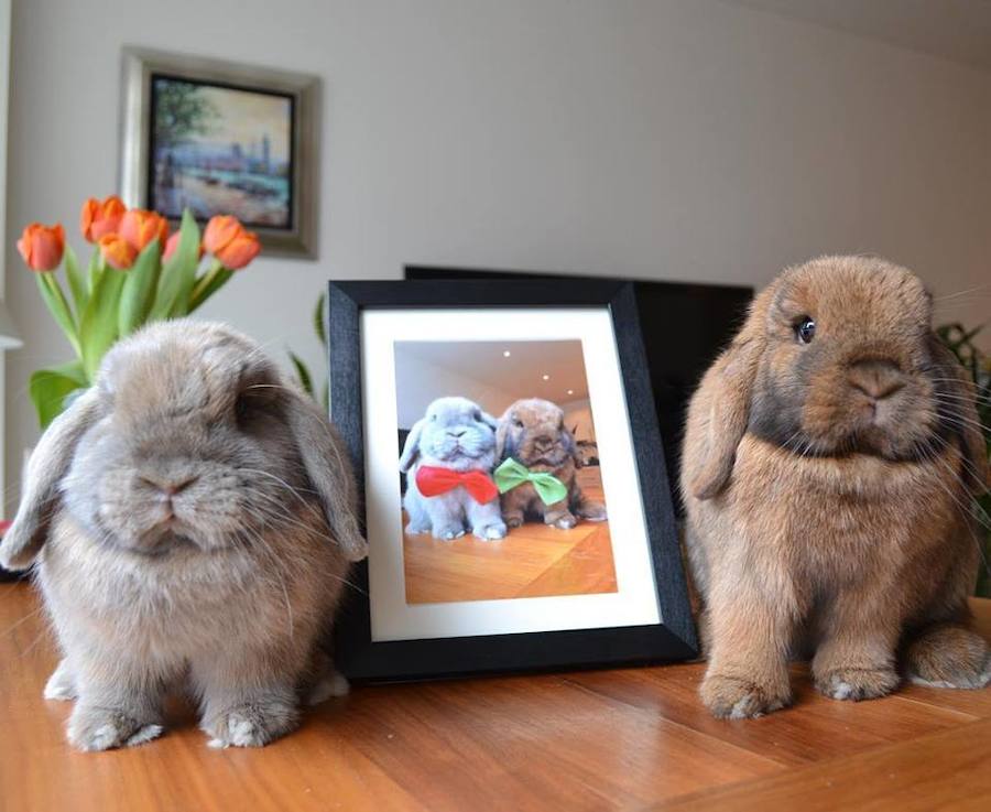 Conoce a Alfie y Biscuit, la pareja de conejitos más tierna de Instagram