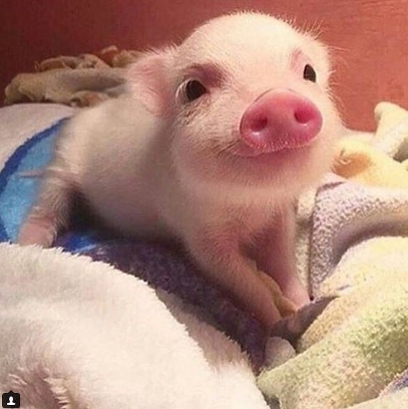 Los cachorros con más amor de Instagram