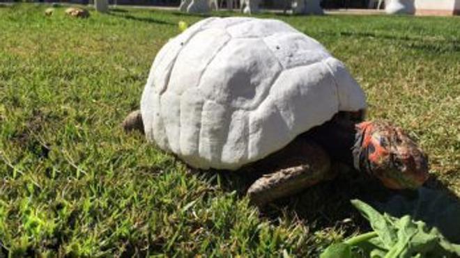 La emotiva historia de Freddy, la tortuga que recibió el primer caparazón impreso en 3D
