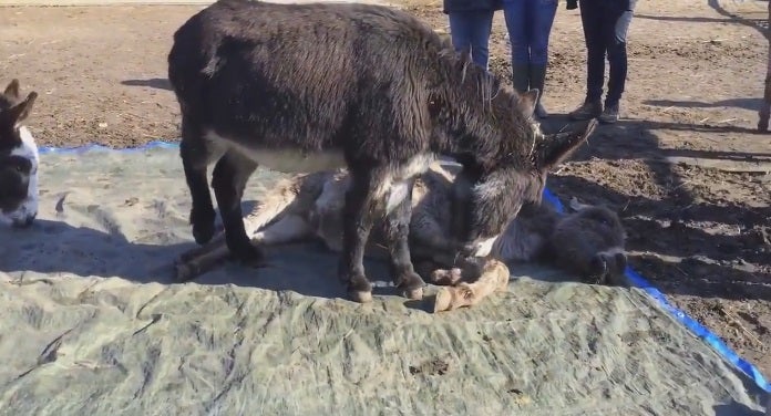 Los burros que lloran la muerte de su compañero