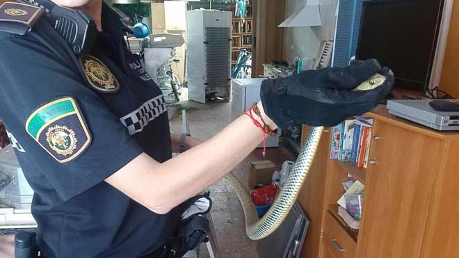 Rescatan una cría de búho en Massarrojos y una serpiente en Horno de Alcedo