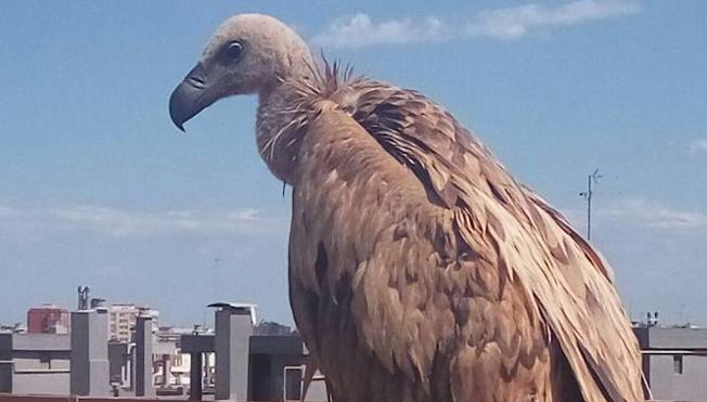 Encuentran un buitre leonado en una terraza de Valencia
