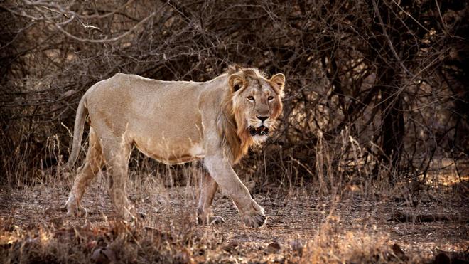 Condenan a tres leones a cadena perpetua