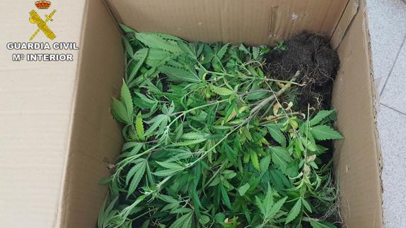 Dos detenidos por estafa, falsificación de matrículas y cultivo de marihuana
