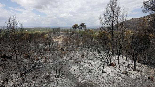 Expertos y profesionales critican la falta de un plan de prevención de incendios en la Comunitat Valenciana