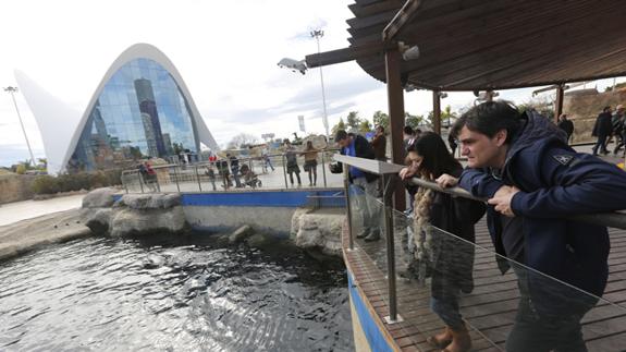 Nadar cerca de los delfines o soltar tortugas, alicientes para niños en el Oceanogràfic de Valencia