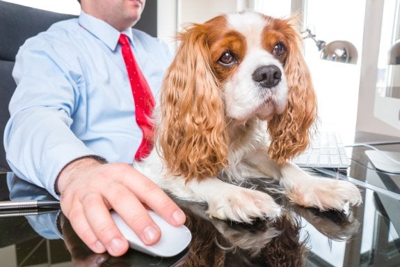 El día del perro en la oficina