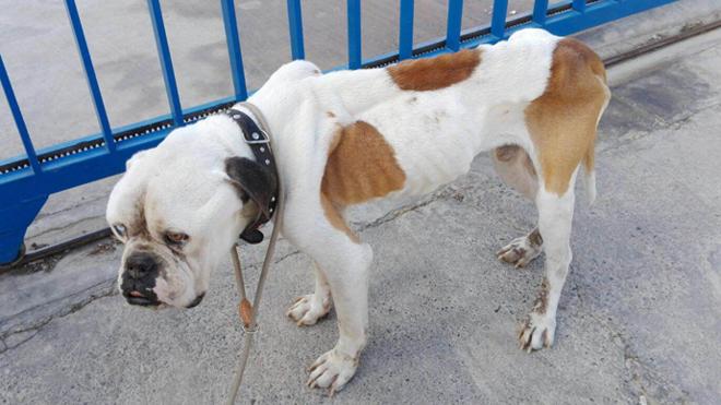 ¿Sabe quién ha maltratado a este perro?