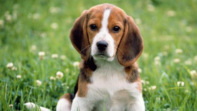 7 falsos mitos sobre los perros que seguramente creías ciertos