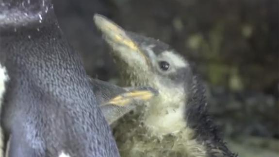 Nacen cinco pingüinos Juanito en el Oceanogràfic