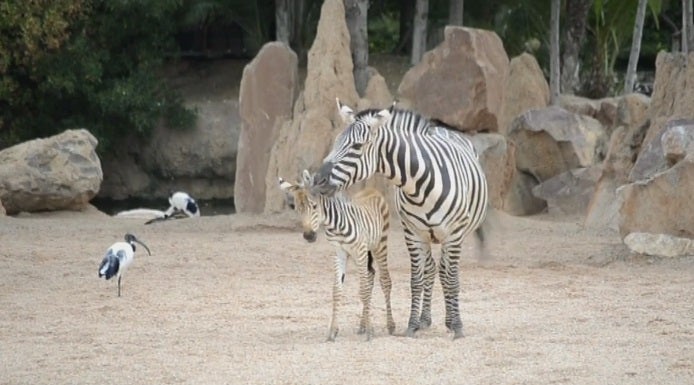 Nace la segunda cría de cebra en la Sabana de Bioparc Valencia