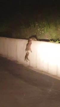 Una familia de mapaches se ayuda para trepar un muro
